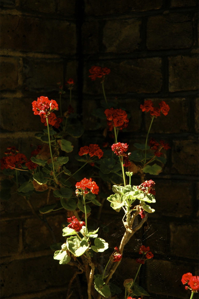 G.マーラー&A. マーラー